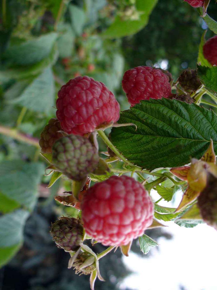 berries by Susan Fluegel